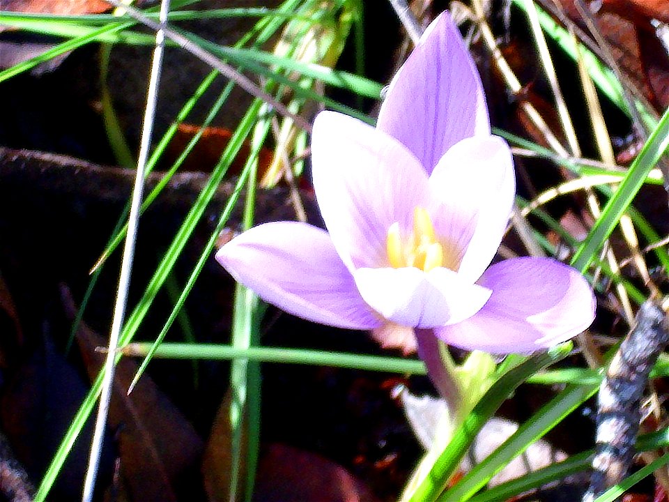 Crocus carpetanus flower closeup, Sierra Madrona, Spain