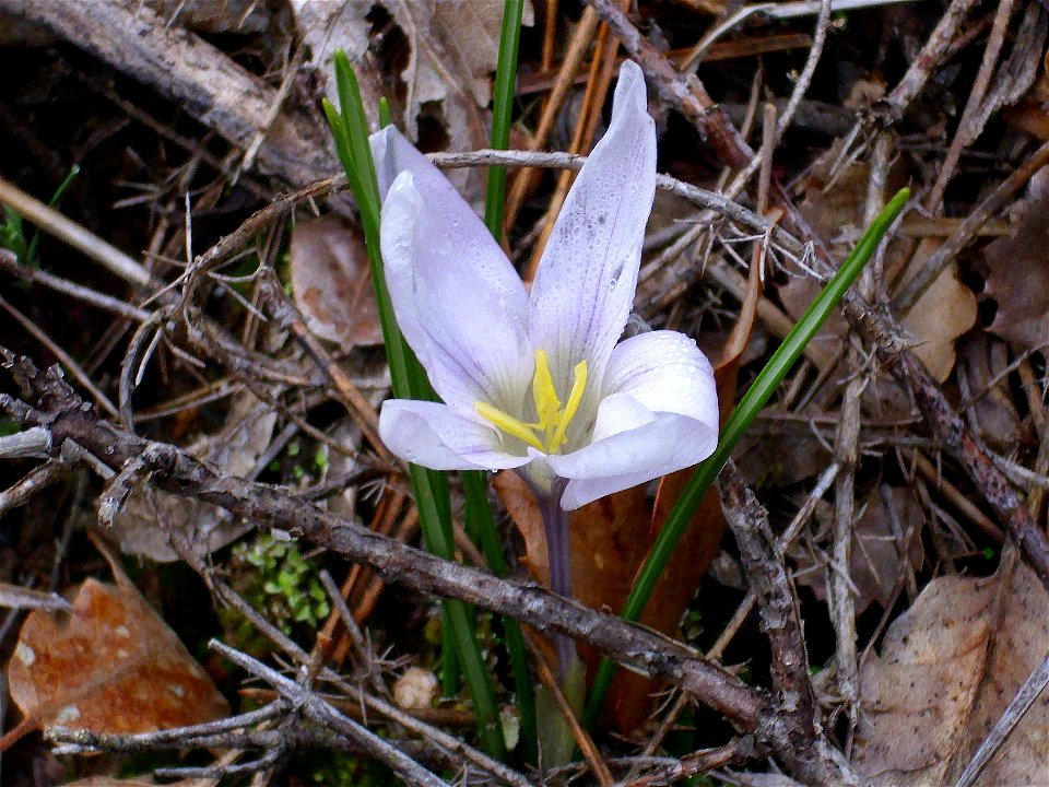 Crocus carpetanus close up, Sierra Madrona, Spain