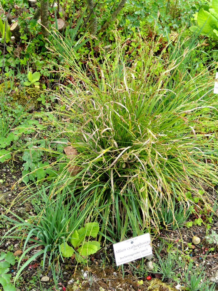 Allium cyathophorum specimen in the Botanischer Garten München-Nymphenburg, Munich, Germany.
