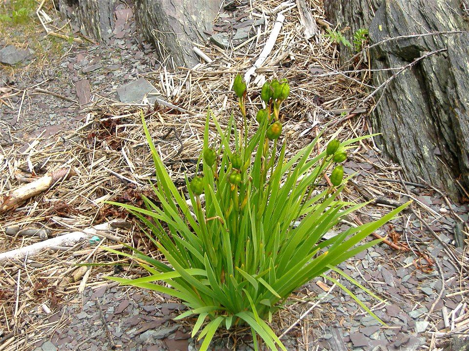 Picture of an Iris hookeri, a plante from the Iridaceae family. Taken at the Île aux Basques, Bas-Saint-Laurent, Québec.