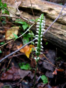 Spiranthes ovalis, forest at headwaters of Smith Creek, Land Between the Lakes National Recreation Area, Lyon County, Kentucky.