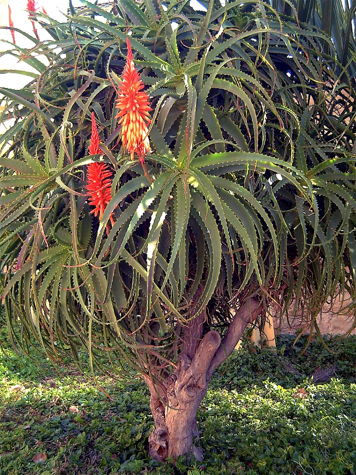 Aloe Kedongensis habit, "Castell de la Santa Bàrbara", Alicante, Spain