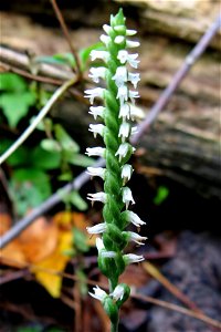 Spiranthes ovalis, forest at headwaters of Smith Creek, Land Between the Lakes National Recreation Area, Lyon County, Kentucky.
