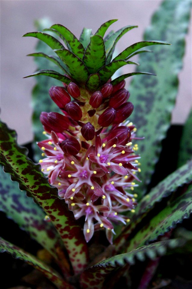 Inflorescence of Eucomis vandermerwei I.Verd., cultivated in Honeydew garden, Johannesburg, South Africa