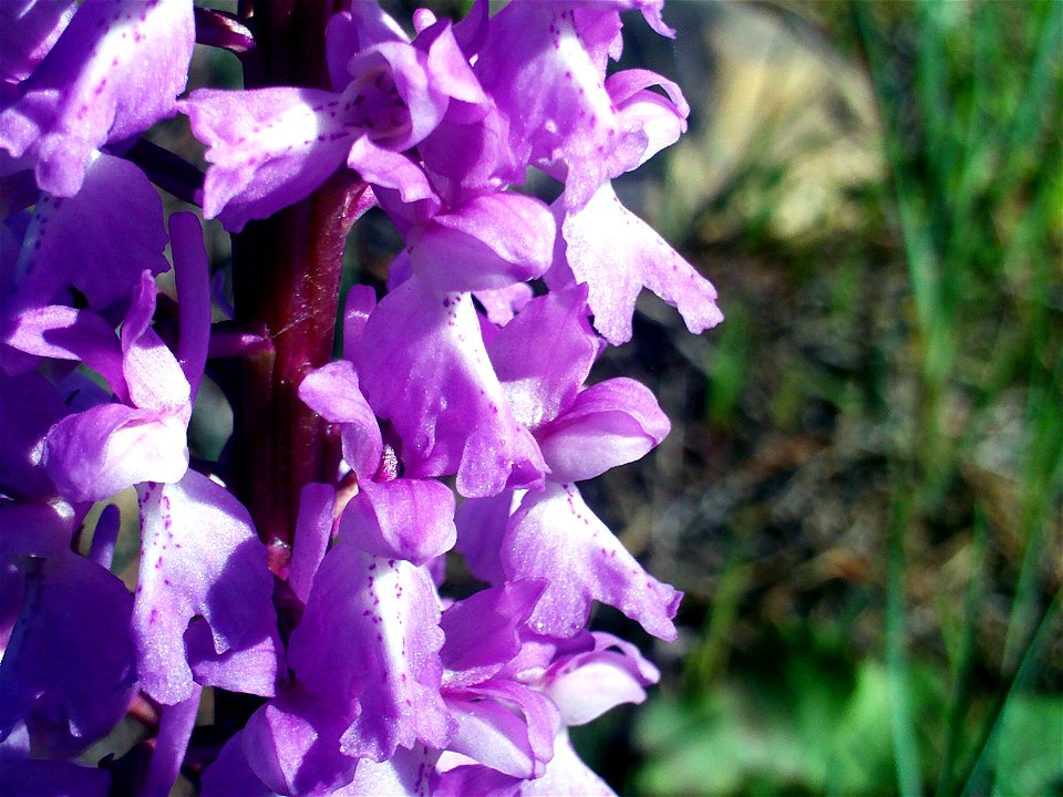 Dactylorhiza elata flowers close up, Dehesa Boyal de Puertollano, Spain