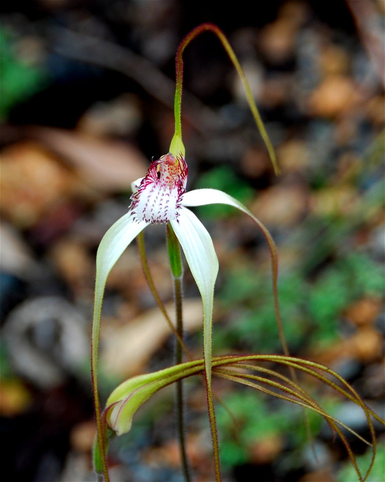 Caladenia longicauda species, photographed in John Forrest National Park, Western Australia.