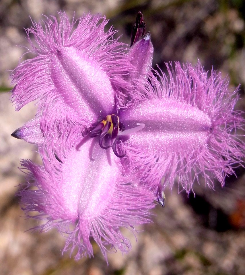 Fringe Lily, Duck Waterhole Track, Ku-ring-gai Chase National Park, NSW, Australia. Almost certainly Thysanotus juncifolius, (lacking basal leaves)