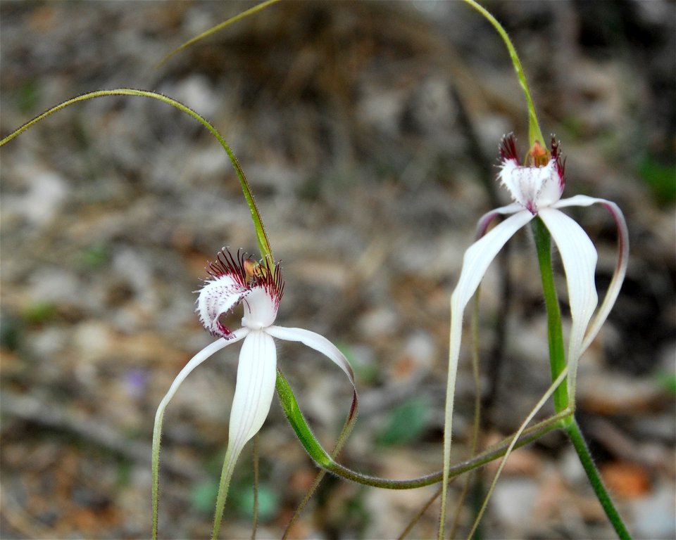 Caladenia longicauda species, photographed in John Forrest National Park, Western Australia. The specimen has appeared after a small high intensity bushfire, by a roadside in the National Park. See al