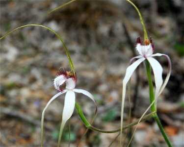 Caladenia longicauda species, photographed in John Forrest National Park, Western Australia. The specimen has appeared after a small high intensity bushfire, by a roadside in the National Park. See al