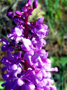 Dactylorhiza elata flowers close up, Dehesa Boyal de Puertollano, Spain photo