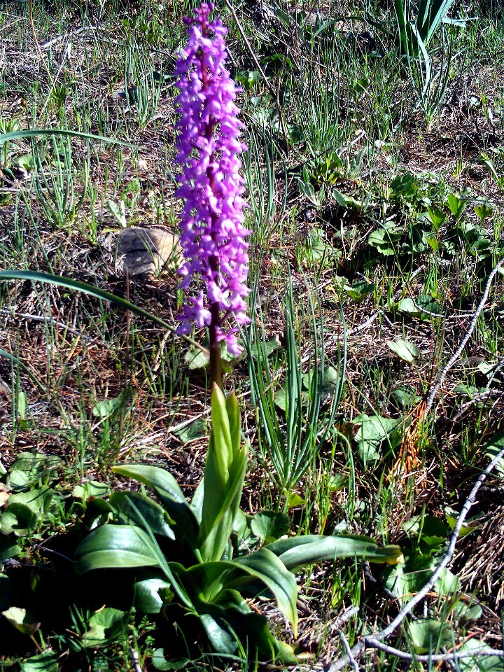 Dactylorhiza elata habit, Dehesa Boyal de Puertollano, Spain
