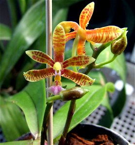 Phalaenopsis mannii hybrid Flower