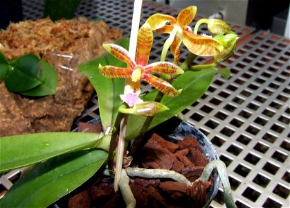 Phalaenopsis Mannii plant photo