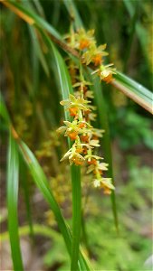 New Zealand Bamboo Orchid (Earina mucronata)