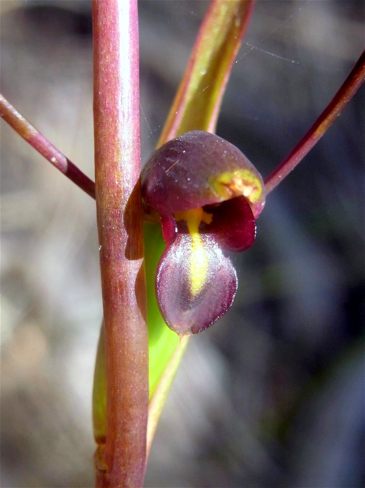 orchid: Waratah Track, Ku-ring-gai Chase National Park, Australia. Probably Orthoceras strictum