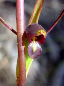 orchid: Waratah Track, Ku-ring-gai Chase National Park, Australia. Probably Orthoceras strictum
