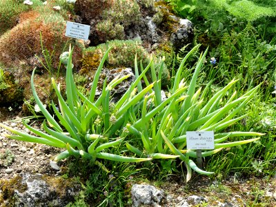 Allium altaicum specimen in the Botanischer Garten München-Nymphenburg, Munich, Germany.