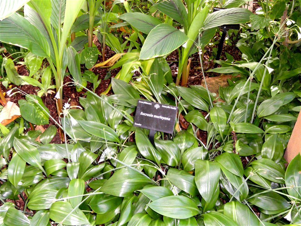 Botanical specimen in the Denver Botanic Gardens, 1007 York Street, Denver, Colorado, USA.