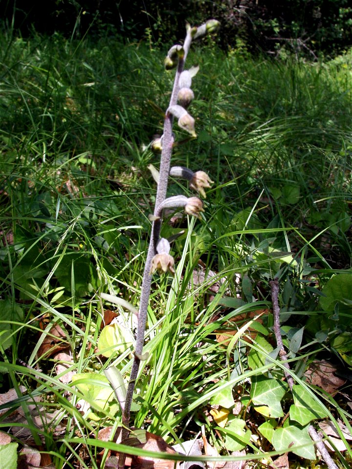 DescriptionEpipactis microphylla 00-01.jpg

Epipactis microphylla, Dordogne (France)



Date

04/06/2006



Source

Own work



Author

Johan Neegers