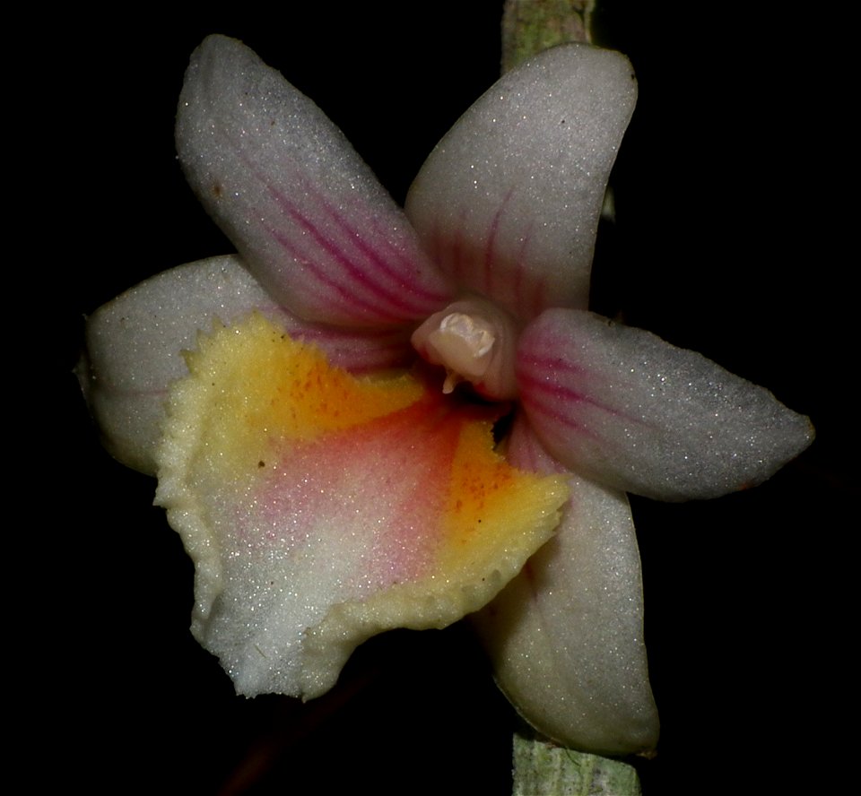 Orchid Named after Ronny Boos