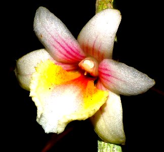 Orchid named after Ronny Boos