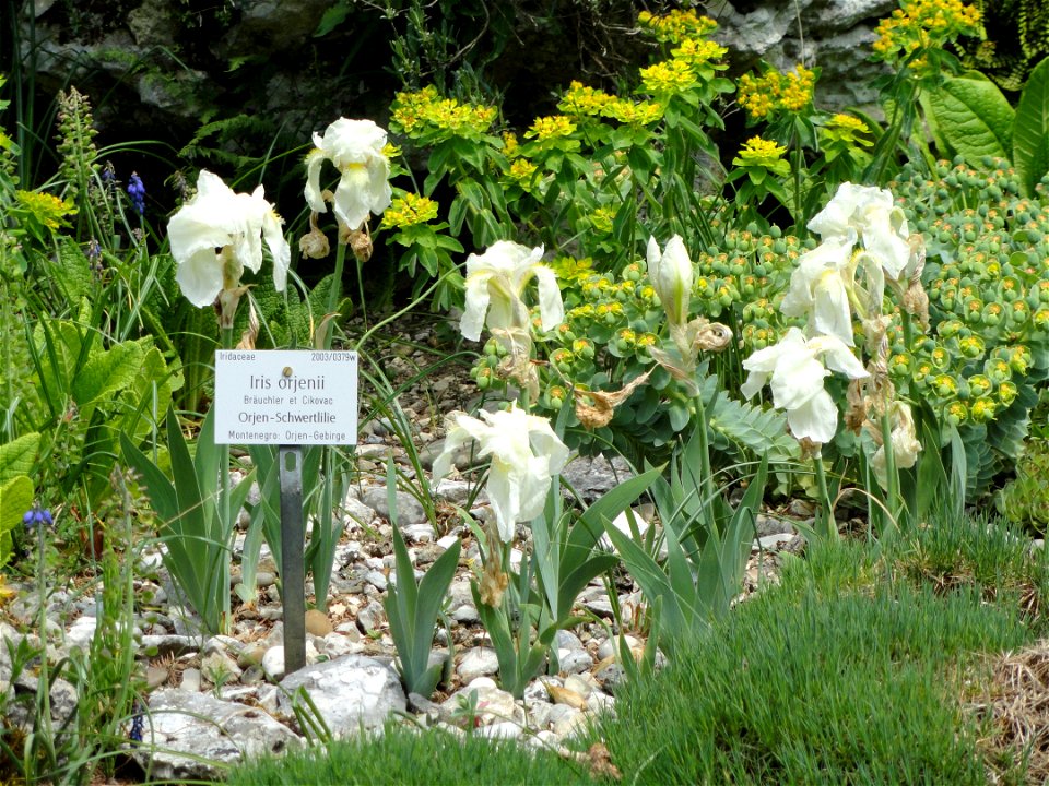 Iris orjenii specimen in the Botanischer Garten München-Nymphenburg, Munich, Germany.