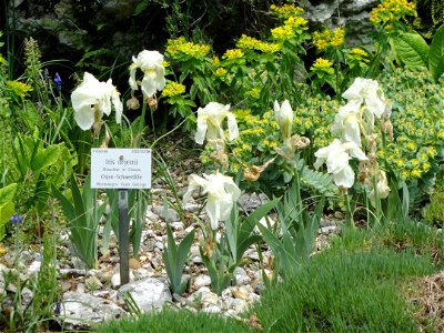 Iris orjenii specimen in the Botanischer Garten München-Nymphenburg, Munich, Germany.