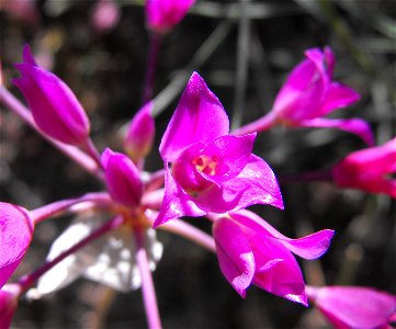 Allium peninsulare at Blue Sky Ecological Reserve in Poway, California, USA. photo