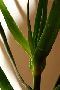 Aloe gracilis. Port Elizabeth. photo