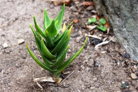 Aloe juddii. A newly discovered and very rare cliimbing Aloe of South Africa.