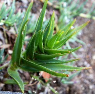 Aloe juddii. A small climbing aloe from South Africa.