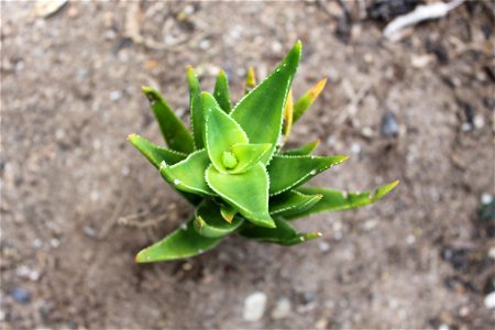 Aloe juddii. A very rare climbing aloe from near Cape Agulhas, South Africa.