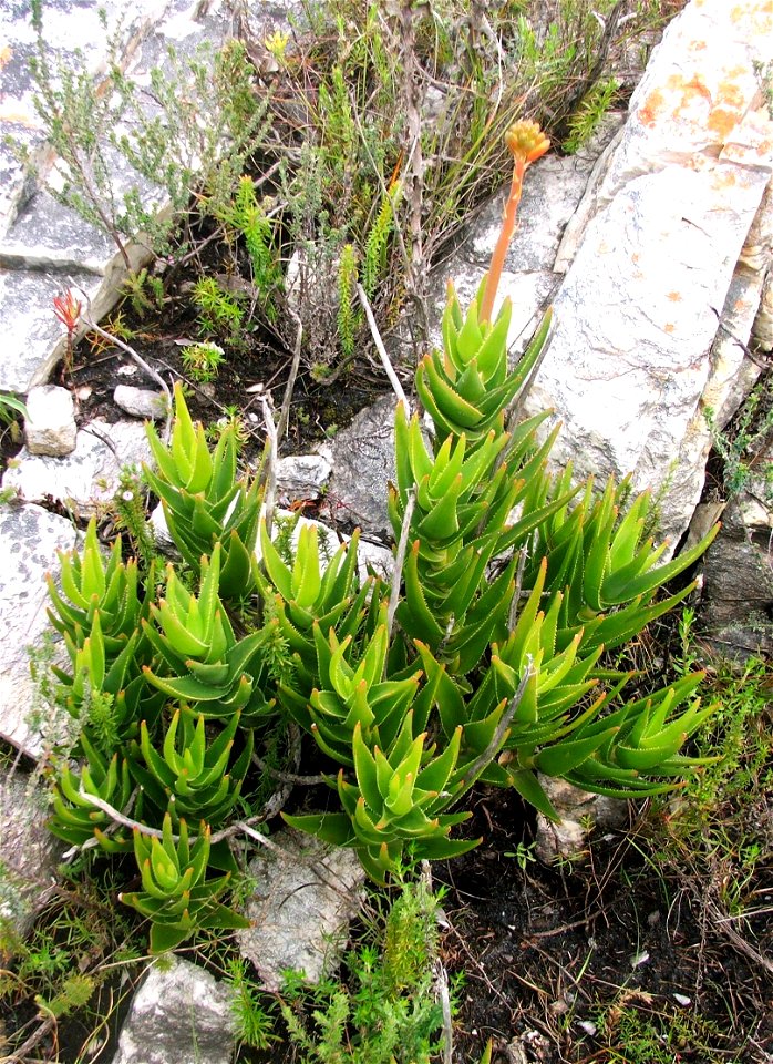 Aloe juddii. The endangered Koudeberg Aloe. Cape Agulhas. South Africa.
