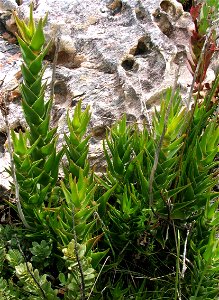Aloe juddii. The rare Koudeberg Aloe. Cape Agulhas.