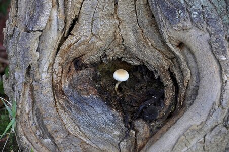 Plant forest bark