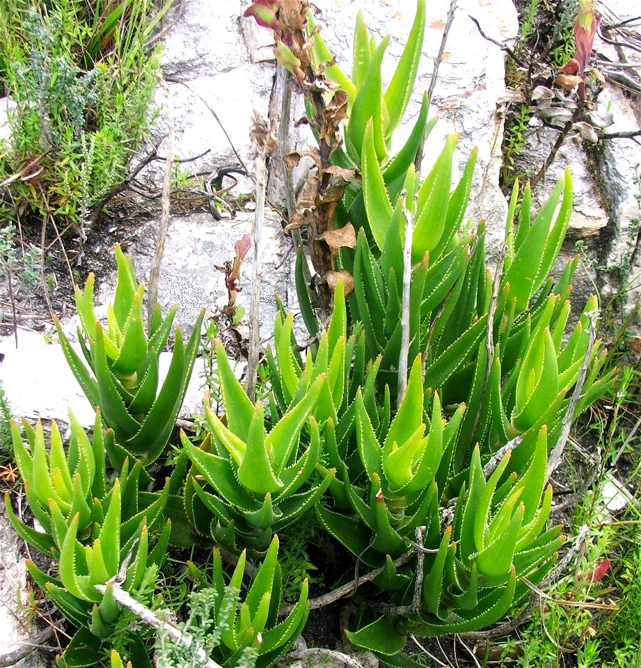 Aloe juddii or the Koudeberg Aloe