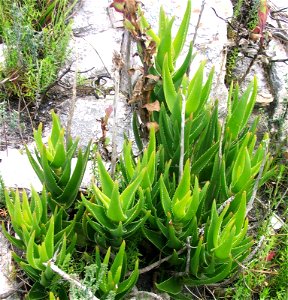 Aloe juddii or the Koudeberg Aloe