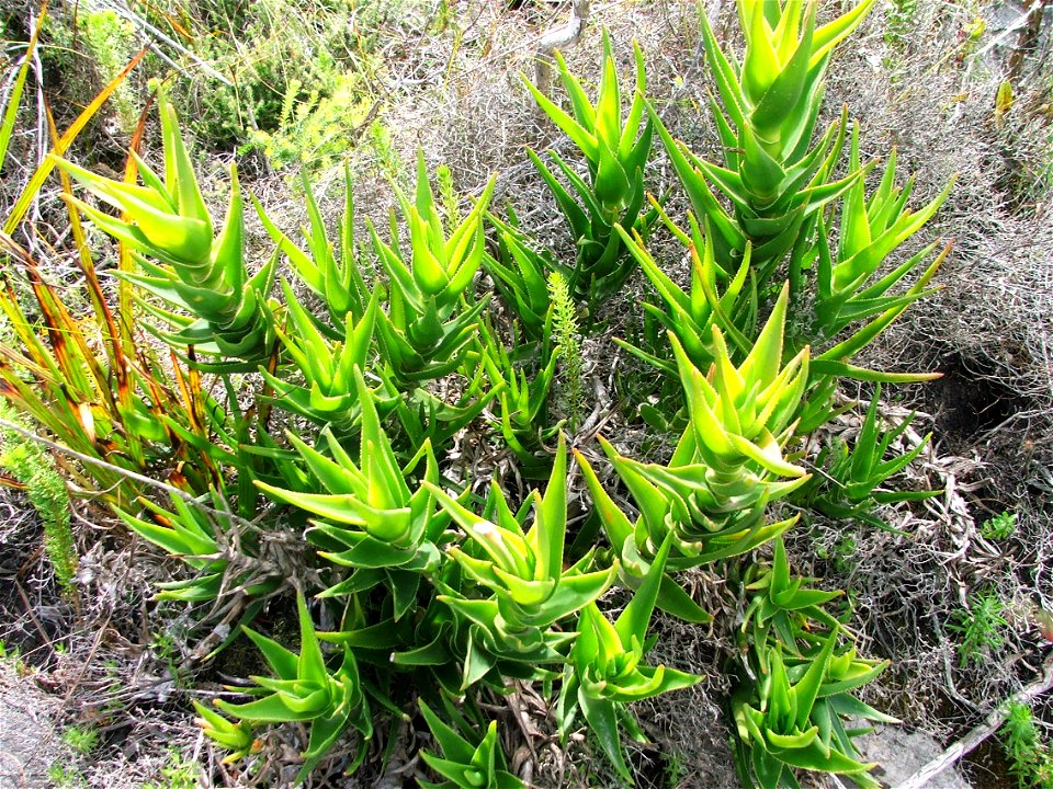 Koudeberg Aloe - Aloe juddii - Cape Agulhas South Africa