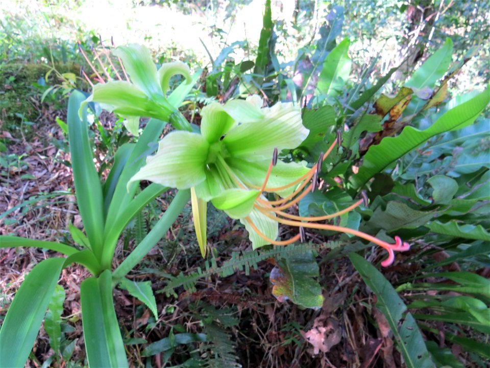 Habito