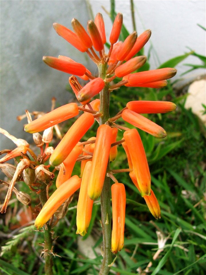 A close up of the flower of Aloe juddii. Cape Agulhas.