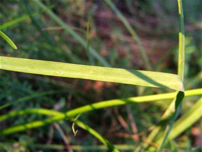 Leaf of Allium senescens