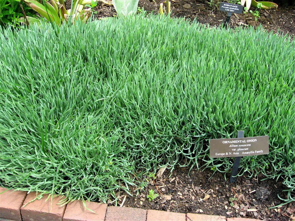 A picture of Allium senescens subsp. glaucum. The sign in the picture however lists it as Allium senescens var. glaucum.