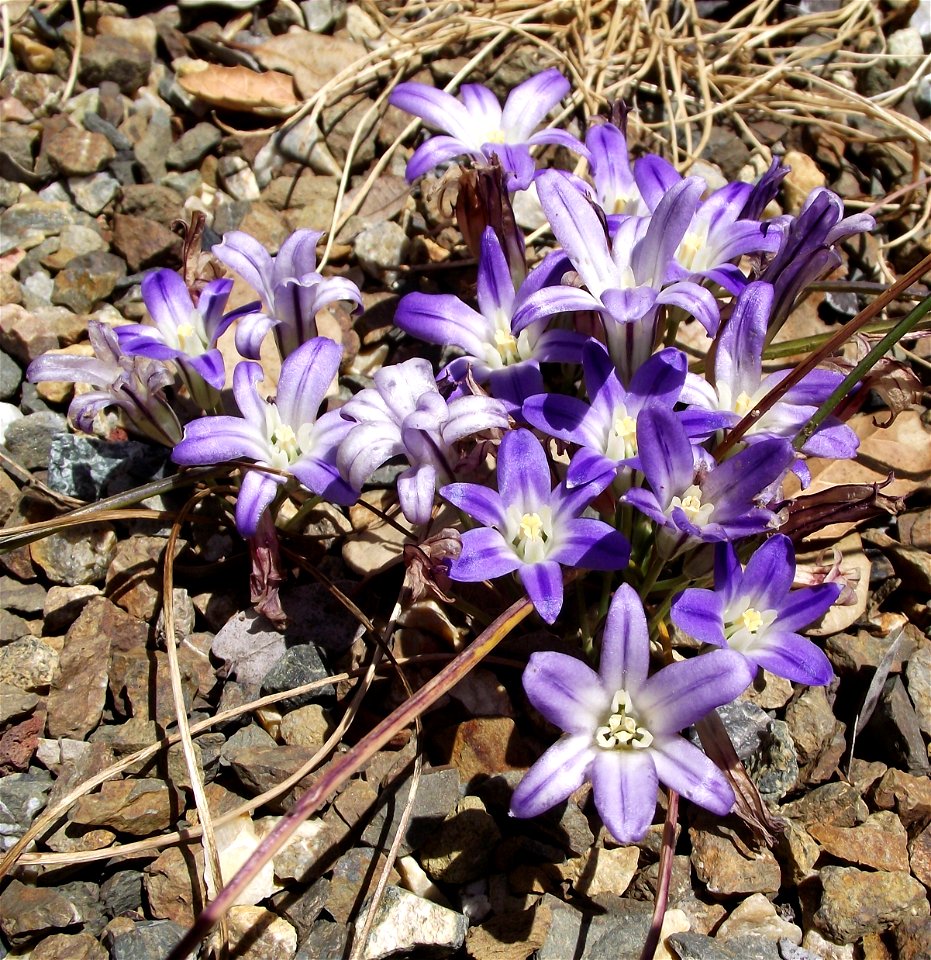 ssp. terrestris — Dwarf Brodiaea.
At the University of California Botanic Garden, Berkeley, California.
Identified by sign.