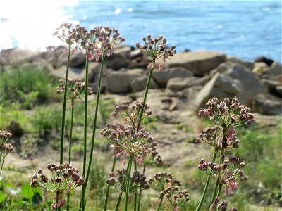 Kanten-Lauch (Allium angulosum) - Die mit Steinplatten befestigte Uferböschung am Rhein bei Altlußheim hat eine besondere Vegetation mit z.T. seltenen Pflanzen