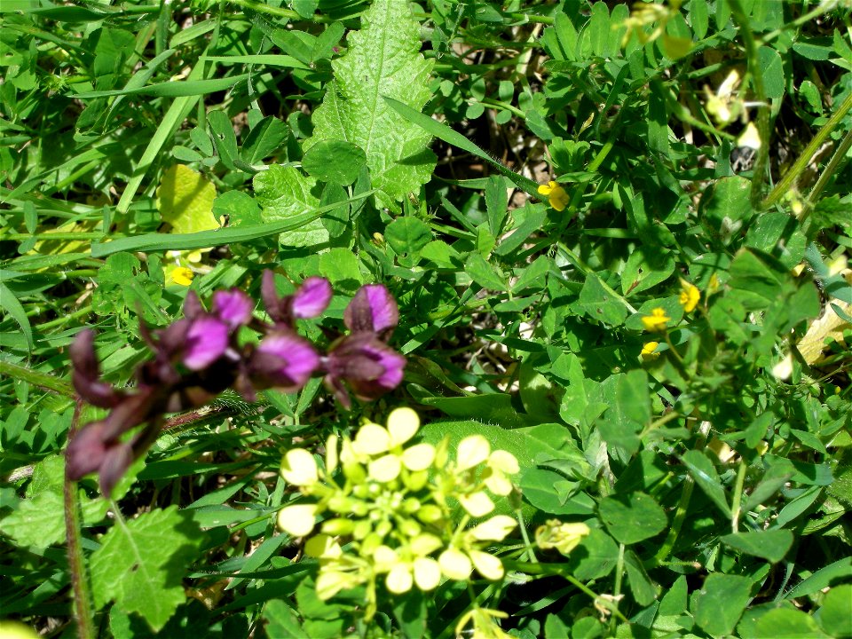 Bloom in the rivulet of Rosh Pina