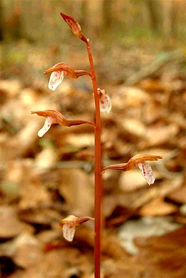 Inflorescence of Corallorhiza wisteriana from Gadsden Co. FL, USA