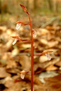 Inflorescence of Corallorhiza wisteriana from Gadsden Co. FL, USA photo