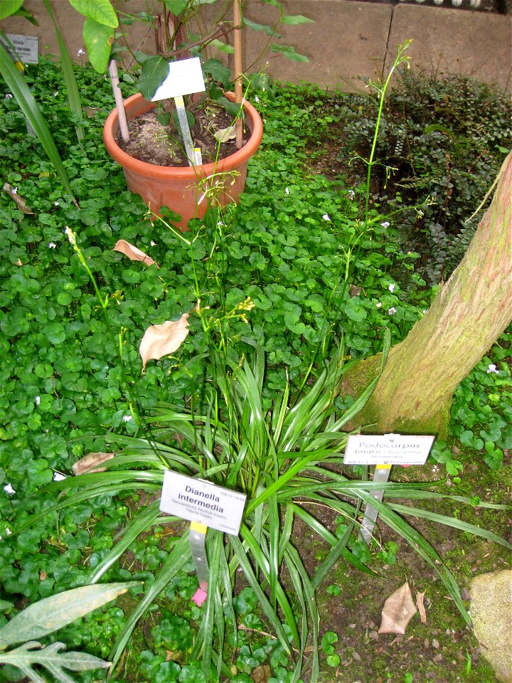 Dianella intermedia specimen in the Botanischer Garten, Berlin-Dahlem (Berlin Botanical Garden), Berlin, Germany.