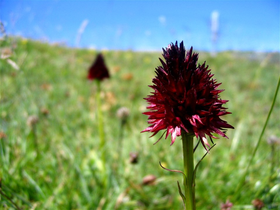 Nigritelle noire Nigritella rhellicani dans les alpages du Mont Margeriaz (Savoie)