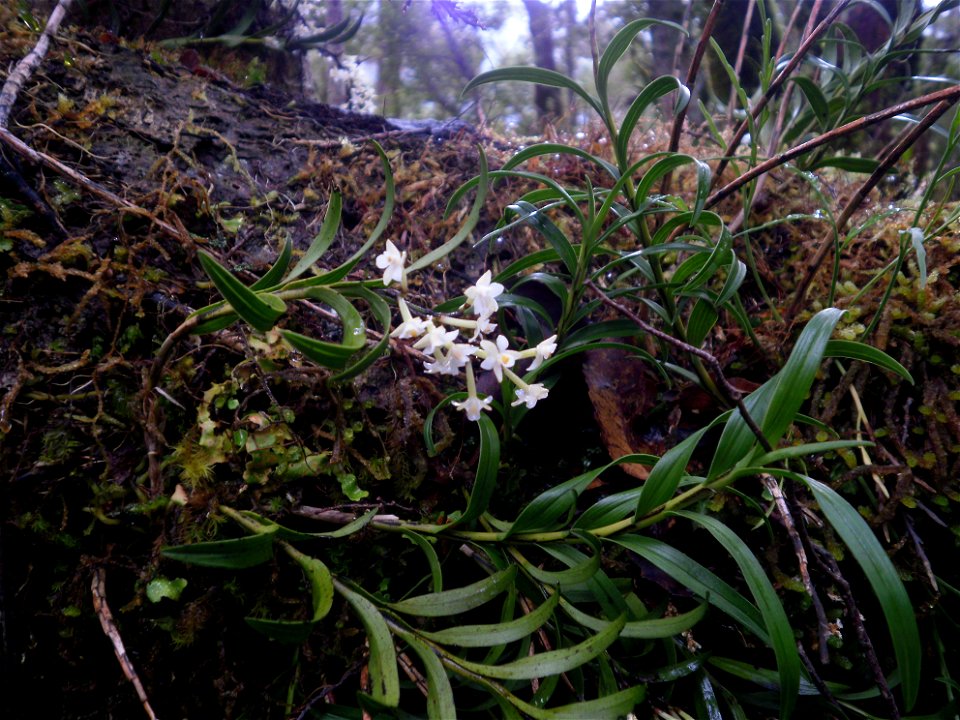 Earina autumnalis (easter orchid, raupeka) flowering in April at Tararua Forest Park, New Zealand
